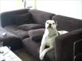 american bulldog singing