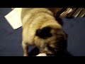 funny dog!