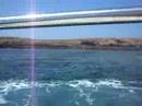 lampedusa fenicottero a mare lampedusa fenicottero a mare