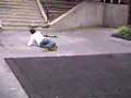 josh hancock ollie 13