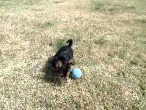 Scout is a cutie. He is a great fun friend perfect in every way !!