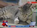 Cat Wrapped in Duct-Tape Found in Philadelphia