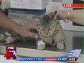Cat Wrapped in Duct-Tape Found in Philadelphia