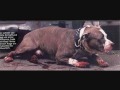 The Americam Pitbull Terrier