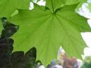 Final Turning Leaf Video \"feel\"