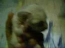 Fennec Fox Chronicles #2