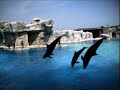 delfini oltremare