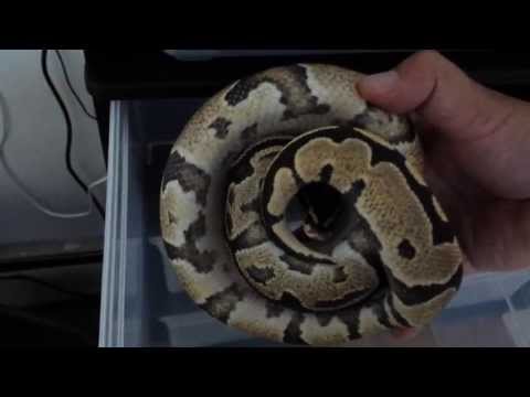 how to properly feed a ball python