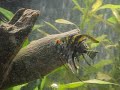 55g tropical fish tank 55g tropical fish tank