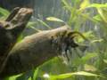 55g tropical fish tank