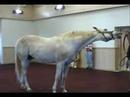 Alphabet Soup & El Prado retired race horses 2007 Alphabet Soup & El Prado retired race horses 2007
