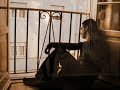 Non va che volo  -  Umberto Tozzi