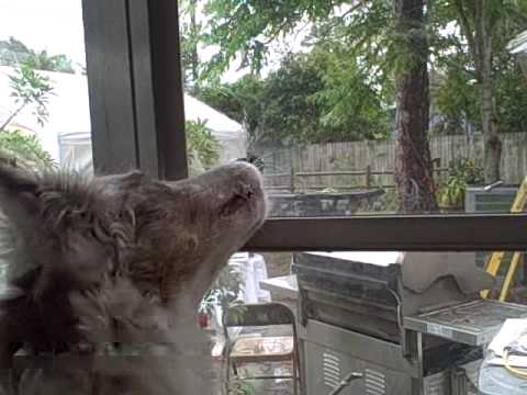 Fly Eating Dog.