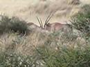 Gemsbok Fighting Gemsbok Fighting