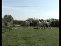 Gypsy Cob and Gypsy Vanners