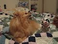 うたう犬動画