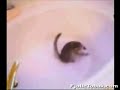 kat g�r amok