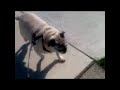 Top Speed Puggy Top Speed Puggy