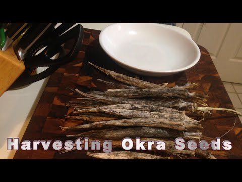 how to harvest okra