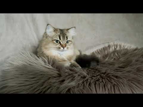 Cats - Relax Video 4K - British Longhair - Музыка - Видео с Британской Kошкой 4K