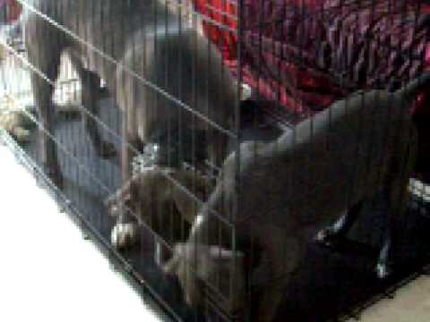 how to train blue nose pitbull