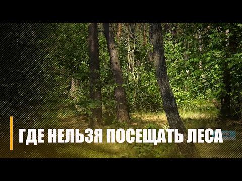 Запреты на посещение лесов сохраняются в четырех районах Беларуси видео