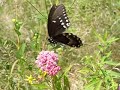 Swallowtail on milkweed