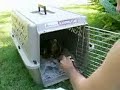 Hawk Rescue Feeding Session Hawk Rescue Feeding Session
