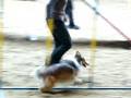 Agility Horka c.5