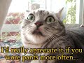 Funny Catz [BWA]