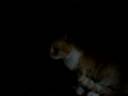 mon chat kuzu mon chat kuzu