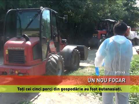 Noi focare de pestă porcină africană