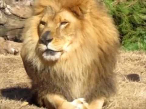 AFRICAN LION