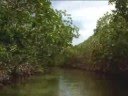Boating through Mangroves