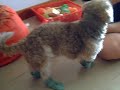 Mickey New Shoes Part 1