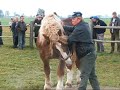 G?os Siemiatycz TV. Aukcja ogier�w w Jasion�wce