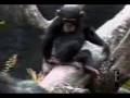 videos de jairo carrillo v.... mico