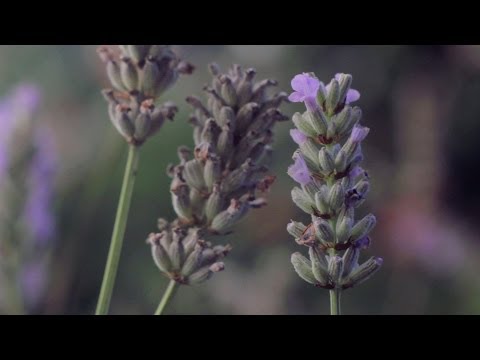 how to lavender essential oil