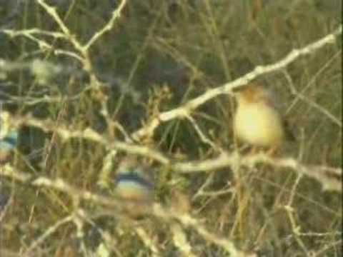 WildEarth 6/17 Blue Waxbill, ...