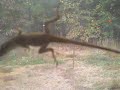 lizzard