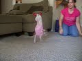 MY DOG IS AMAZING AT HANDSTANDS, OBVIOUSLY.