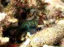 Mandarin Fish
