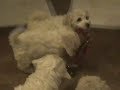 mamin?in� k?�rky.MP4