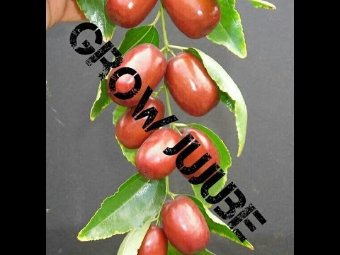 how to grow jujube from seed