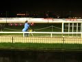 Grayhound Races Grayhound Races