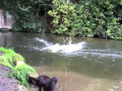 Young Labradors playing in the water – Samba and Juke