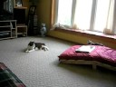 Cat club