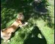 videos de Kenzo corta el césped!