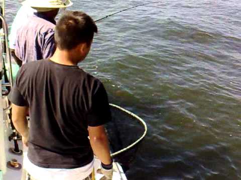  cobia fishing in the gulf