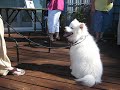 Schmoopy Singing a Tune at the Eskie Family Reunion